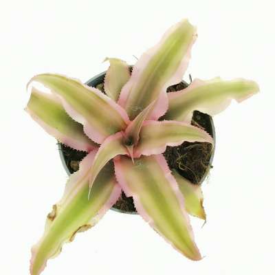 Cryptanthus bivittatus 'Pink Starlight' - Giromagi