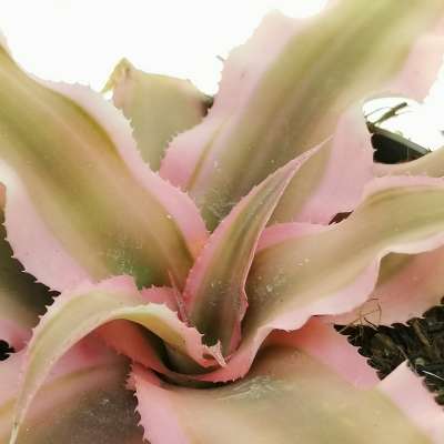 Cryptanthus bivittatus 'Pink Starlight' - Giromagi