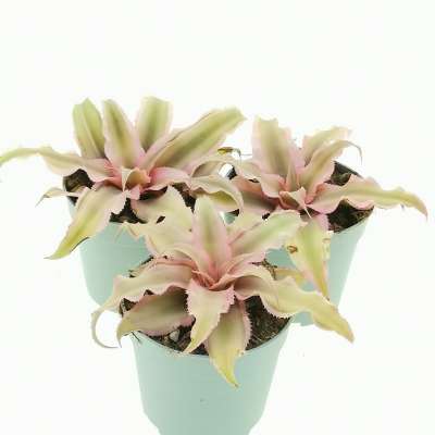 Cryptanthus bivittatus 'Pink Starlight' - Giromagi
