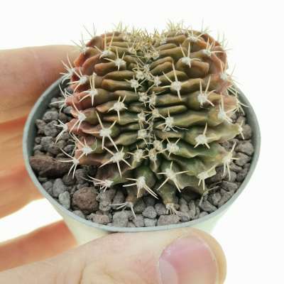 Gymnocalycium mihanovichii f. crestata (Own roots)