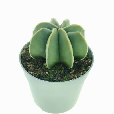 Astrophytum myriostigma var. multicostatum nudum - Giromagi