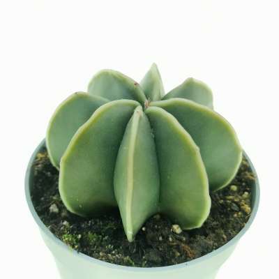 Astrophytum myriostigma var. multicostatum nudum - Giromagi