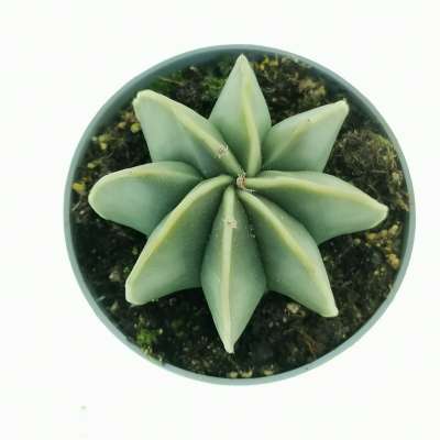 Astrophytum myriostigma var. multicostatum nudum - Giromagi