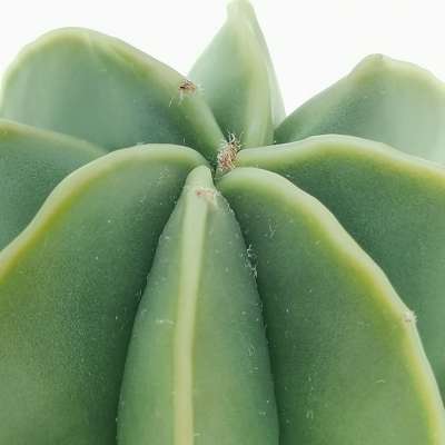 Astrophytum myriostigma var. multicostatum nudum - Giromagi