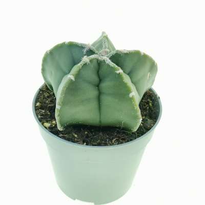 Astrophytum myriostigma var. strongylogonum nudum - Giromagi