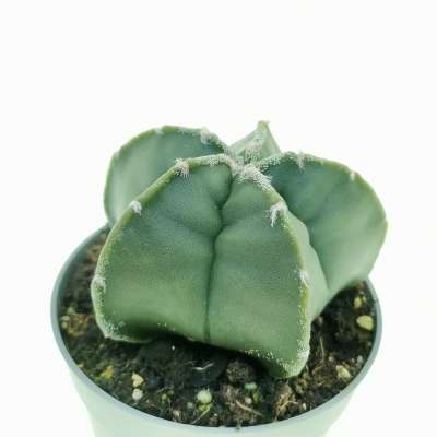 Astrophytum myriostigma var. strongylogonum nudum - Giromagi