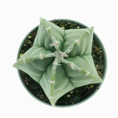 Astrophytum myriostigma var. strongylogonum nudum - Giromagi