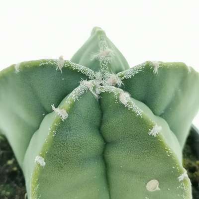 Astrophytum myriostigma var. strongylogonum nudum - Giromagi