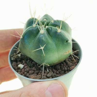 Echinocereus knippelianus