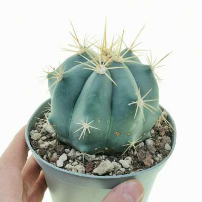 Ferocactus pottsii