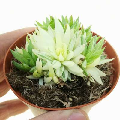 Haworthia marumiana f. variegata