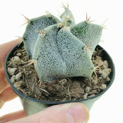Astrophytum hybrid cv. curlispine