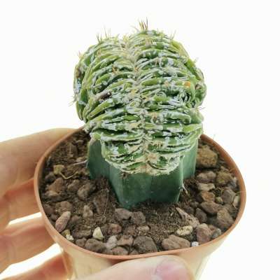 Astrophytum ornatum cv. Fukuryu Hania f. crestata