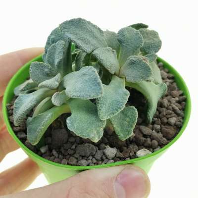 Aloinopsis rubrolineata