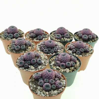 Sulcorebutia rauschii f. violacidermis 10 pcs