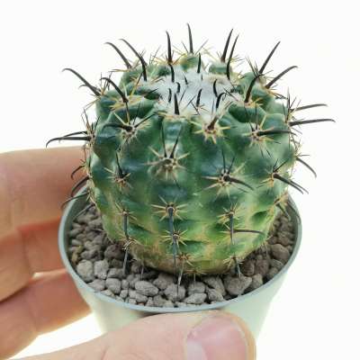 Parodia suprema - Giromagi
