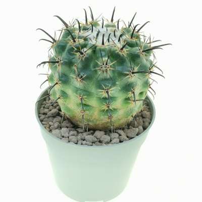 Parodia suprema - Giromagi