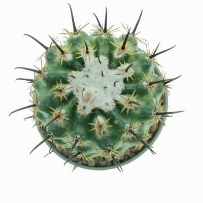 Parodia suprema - Giromagi
