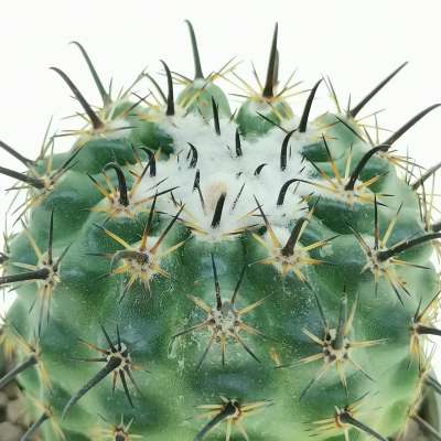 Parodia suprema - Giromagi
