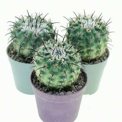 Parodia suprema - Giromagi