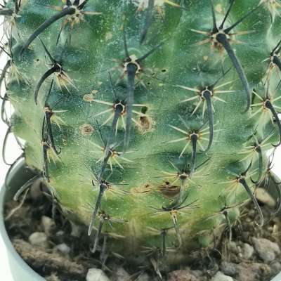 Parodia suprema - Giromagi