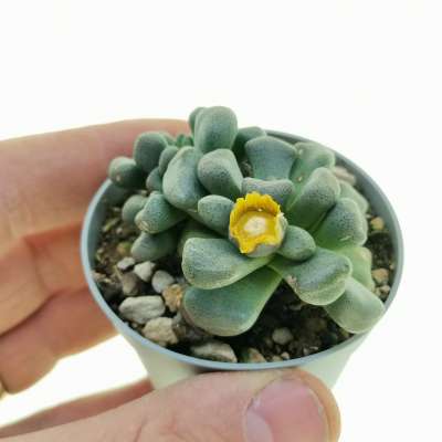 Aloinopsis schooneesii