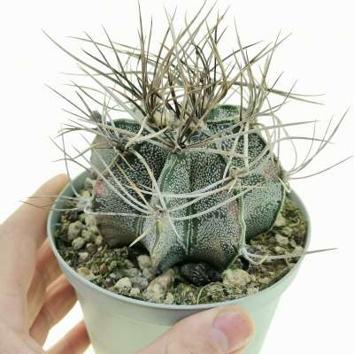Astrophytum capricorne var. niveum f. variegata
