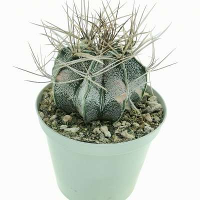 Astrophytum capricorne var. niveum f. variegata - Giromagi