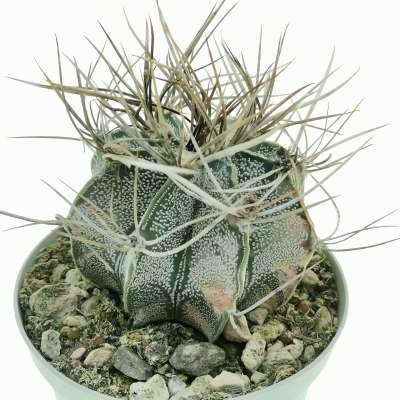 Astrophytum capricorne var. niveum f. variegata - Giromagi
