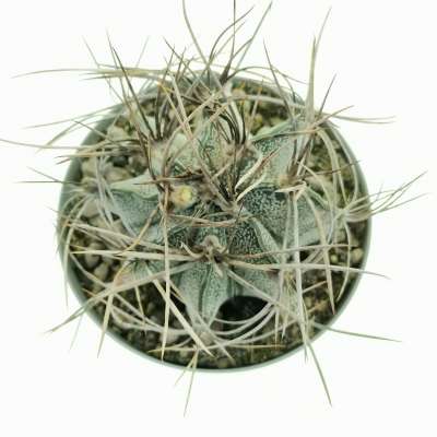 Astrophytum capricorne var. niveum f. variegata - Giromagi