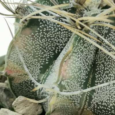 Astrophytum capricorne var. niveum f. variegata - Giromagi