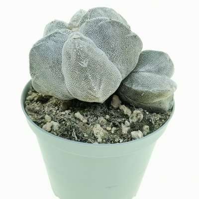 Astrophytum myriostigma cv. Onzuka f. dicotomica - Giromagi