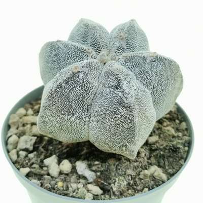 Astrophytum myriostigma cv. Onzuka f. dicotomica - Giromagi