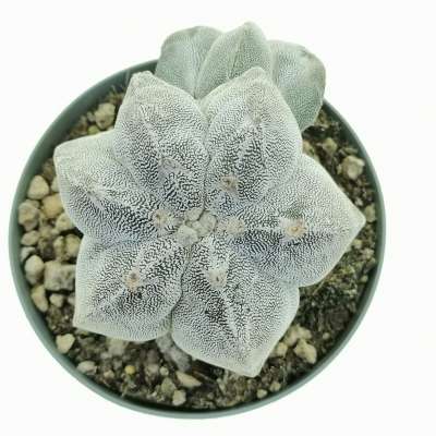 Astrophytum myriostigma cv. Onzuka f. dicotomica - Giromagi