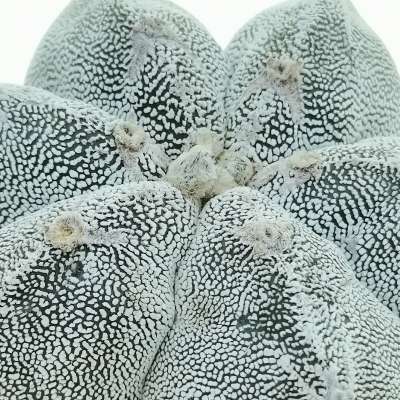 Astrophytum myriostigma cv. Onzuka f. dicotomica - Giromagi