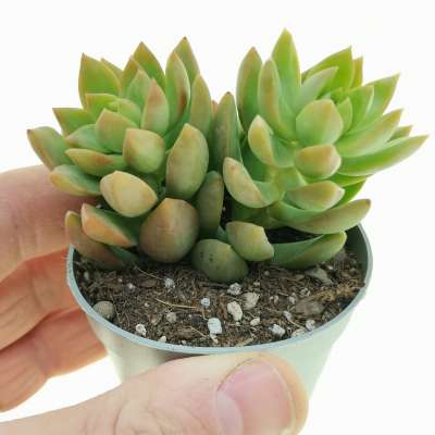 Sedum adolphii