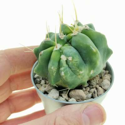 Ferocactus glaucescens f. inermis dicotomica variegata