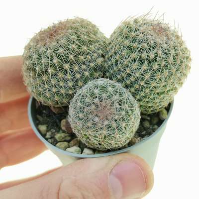 Escobaria tuberculosa f. gigantea