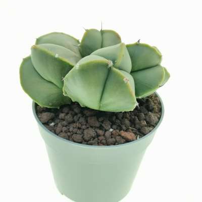 Astrophytum myriostigma var. nudum f. politomica - Giromagi
