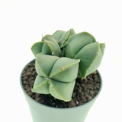 Astrophytum myriostigma var. nudum f. politomica - Giromagi
