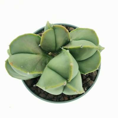 Astrophytum myriostigma var. nudum f. politomica - Giromagi