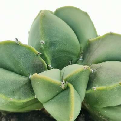 Astrophytum myriostigma var. nudum f. politomica - Giromagi