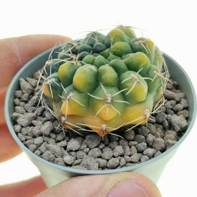 Gymnocalycium baldianum f. variegata