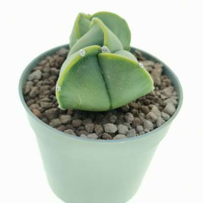 Astrophytum myriostigma var. tricostatum nudum dicotomica - Giromagi