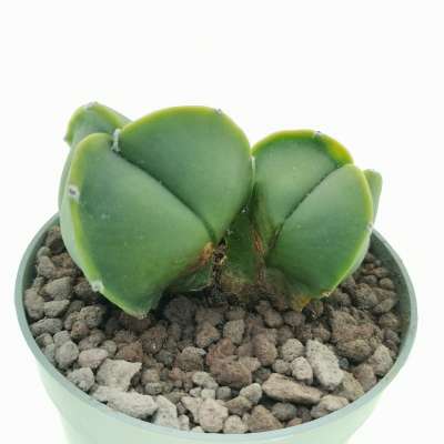 Astrophytum myriostigma var. tricostatum nudum dicotomica - Giromagi