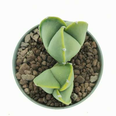 Astrophytum myriostigma var. tricostatum nudum dicotomica - Giromagi