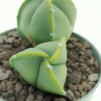 Astrophytum myriostigma var. tricostatum nudum dicotomica - Giromagi