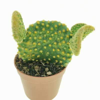 Opuntia microdasys cv. contorta - Giromagi