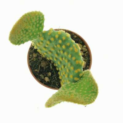 Opuntia microdasys cv. contorta - Giromagi