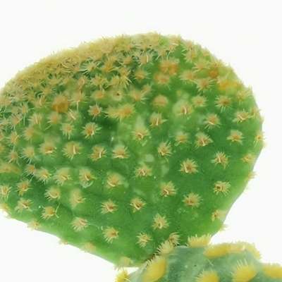 Opuntia microdasys cv. contorta - Giromagi
